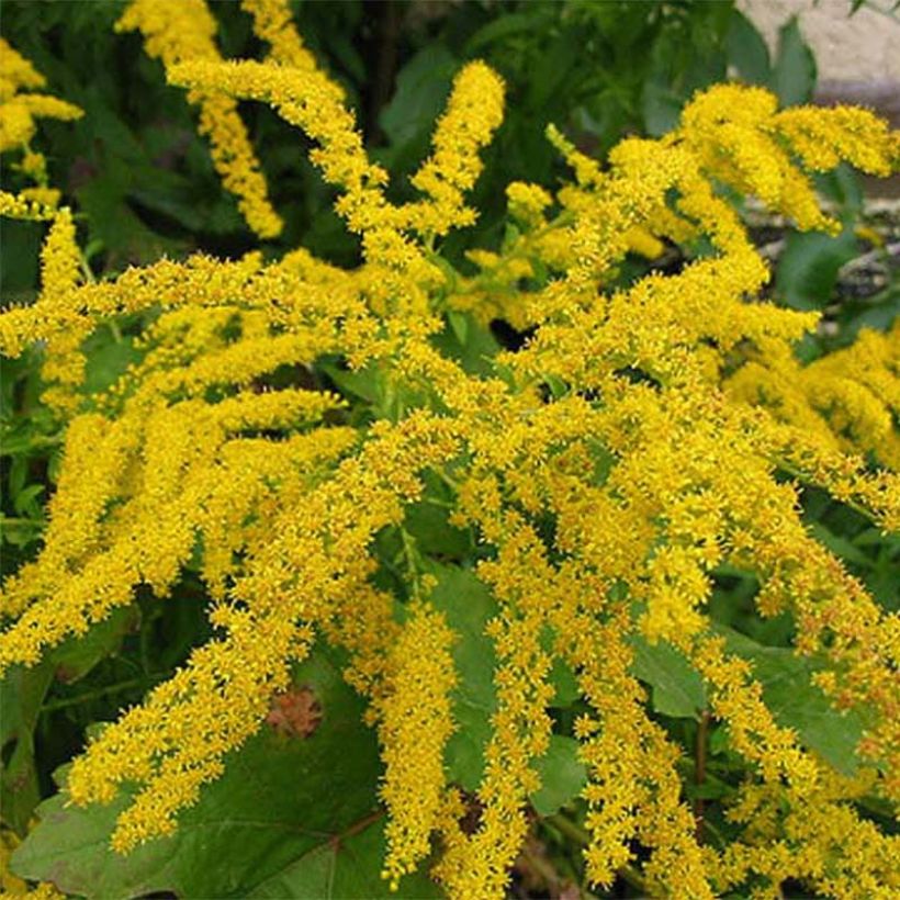 Solidago canadensis Gold King (Flowering)