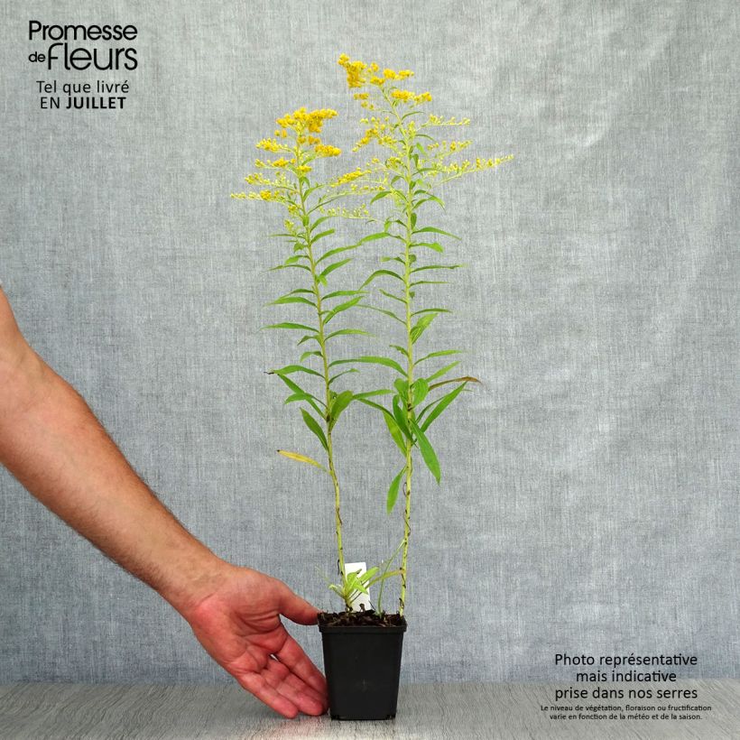 Solidago Goldenmosa 8/9 cm pot sample as delivered in summer