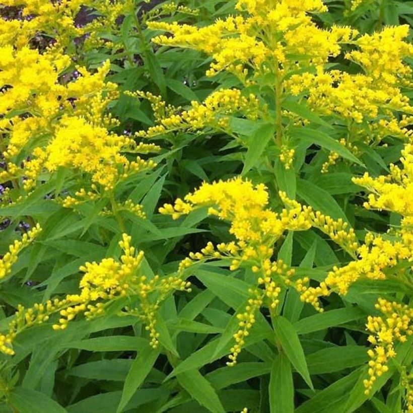 Solidago Strahlenkrone (Flowering)