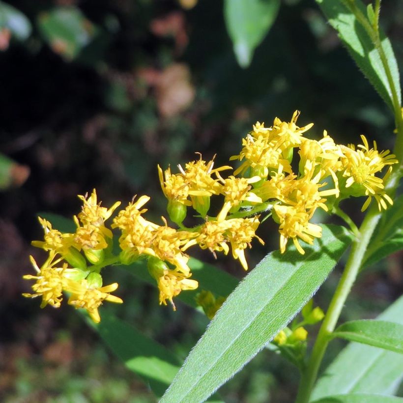 Solidago canadensis (Flowering)