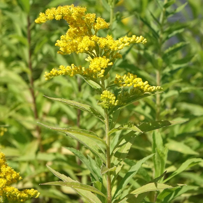 Solidago canadensis Golden Baby (Plant habit)