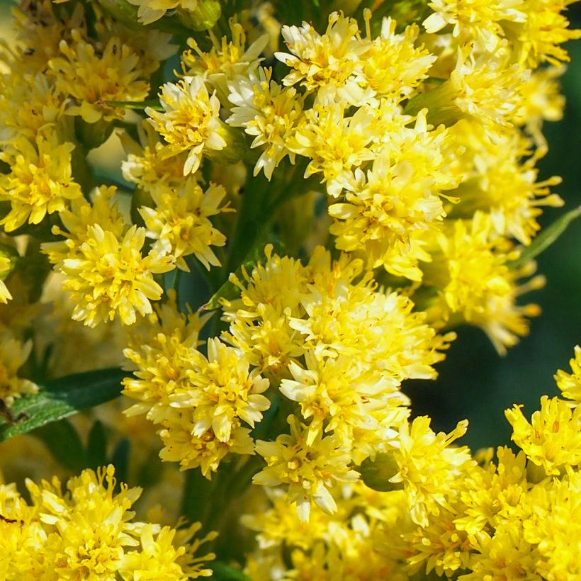 Solidago canadensis Golden Baby (Flowering)