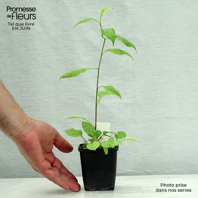 Solidago flexicaulis Variegata 8/9 cm pot sample as delivered in summer