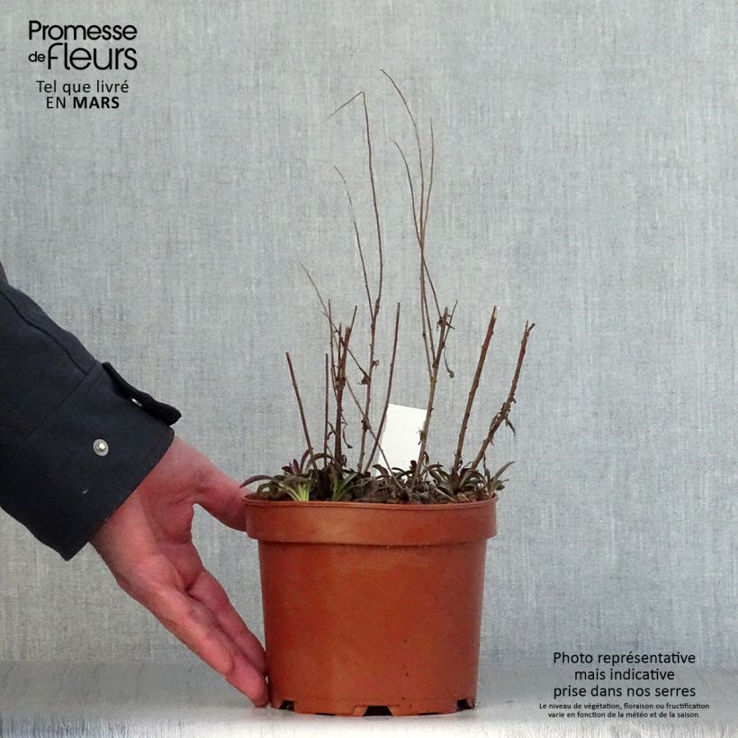 Solidago rugosa Fireworks - Verge d'or Pot de 2L/3L sample as delivered in spring