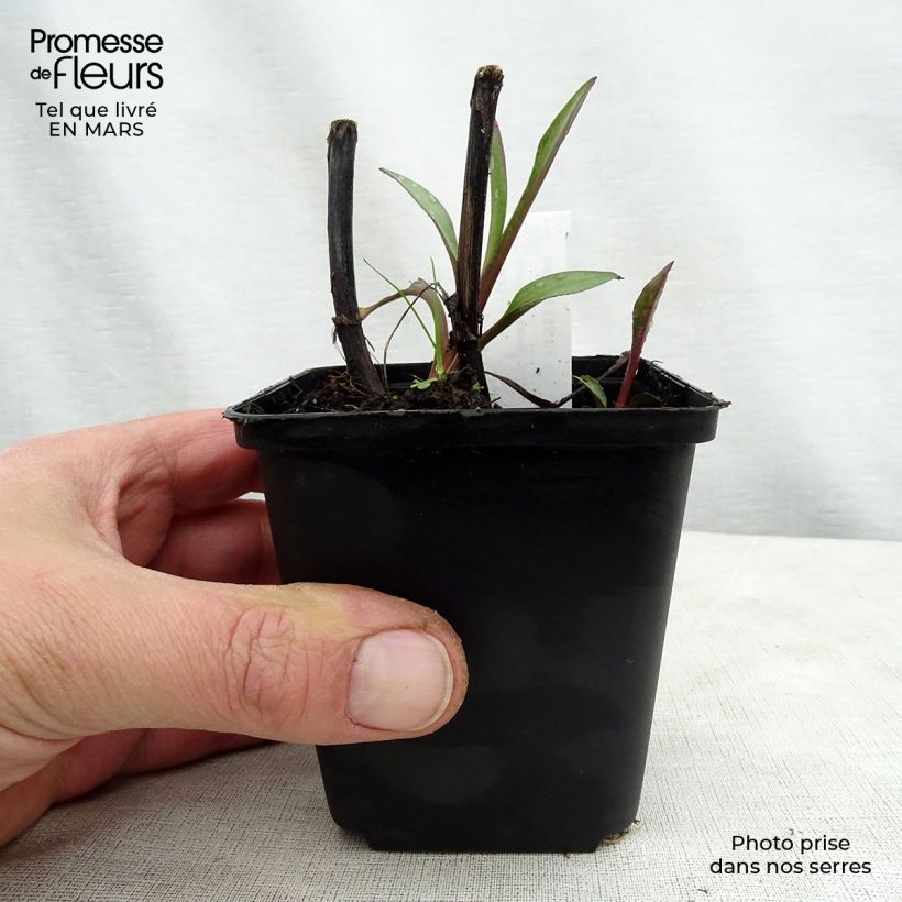 Solidago sempervirens Goldene Wellen - Verge d'or Goldene Wellen Godet de 9cm sample as delivered in spring