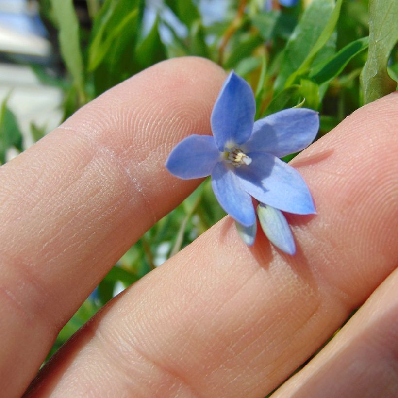Sollya heterophylla - Billardiera heterophylla (Flowering)