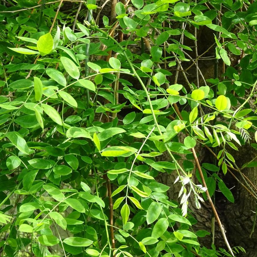 Sophora japonica (Foliage)