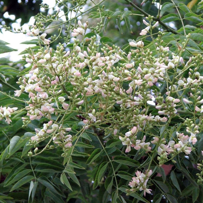 Sophora japonica (Flowering)