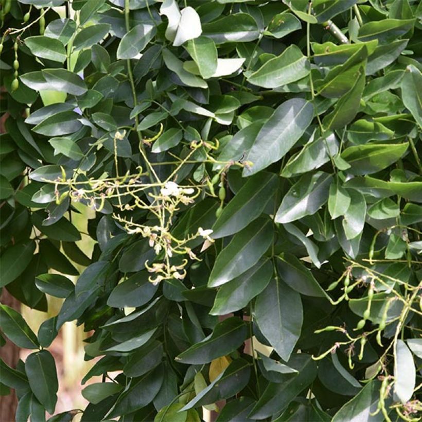 Sophora japonica Pendula (Foliage)