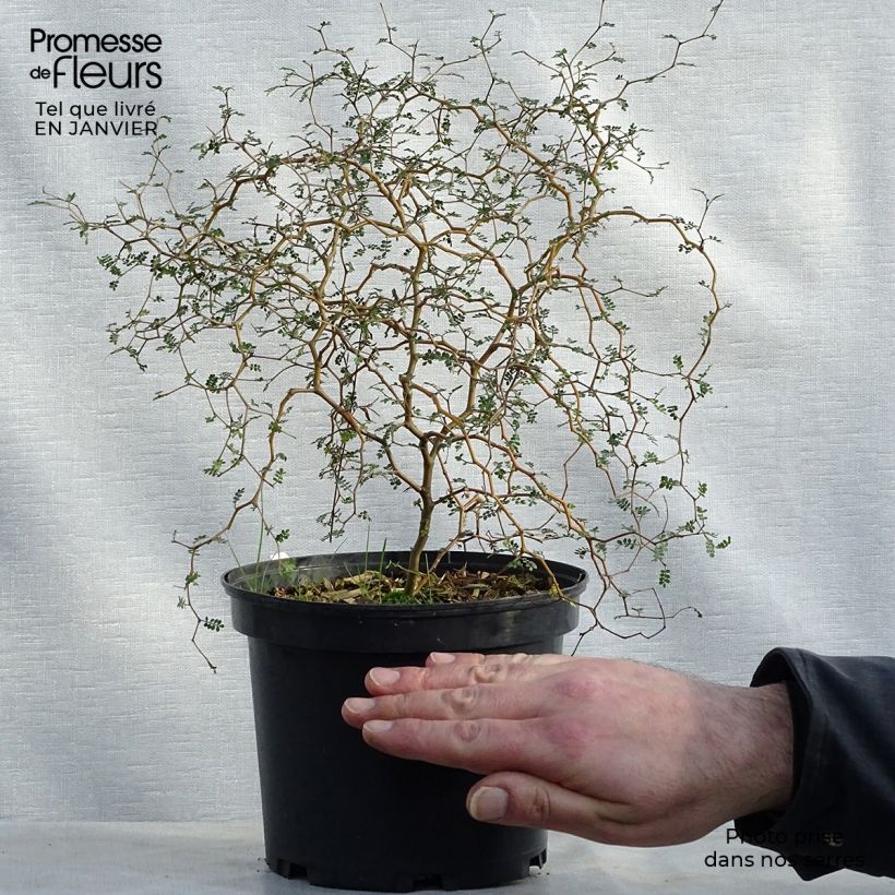 Sophora nain Little Baby en pot de 3/4L sample as delivered in winter