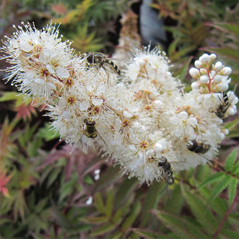 Sorbaria sorbifolia Sem (Flowering)