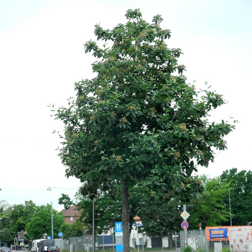 Sorbus intermedia Brouwers (Plant habit)
