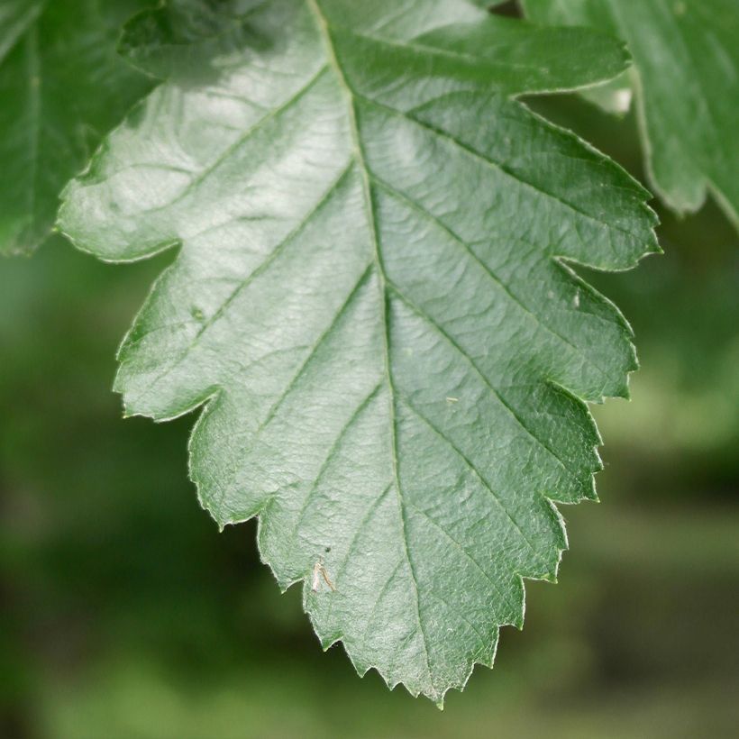 Sorbus intermedia Brouwers (Foliage)
