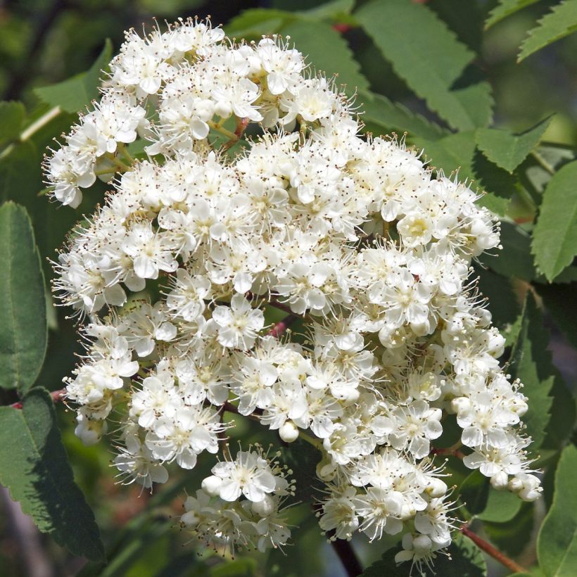 Sorbus aucuparia Sheerwater Seedling (Flowering)