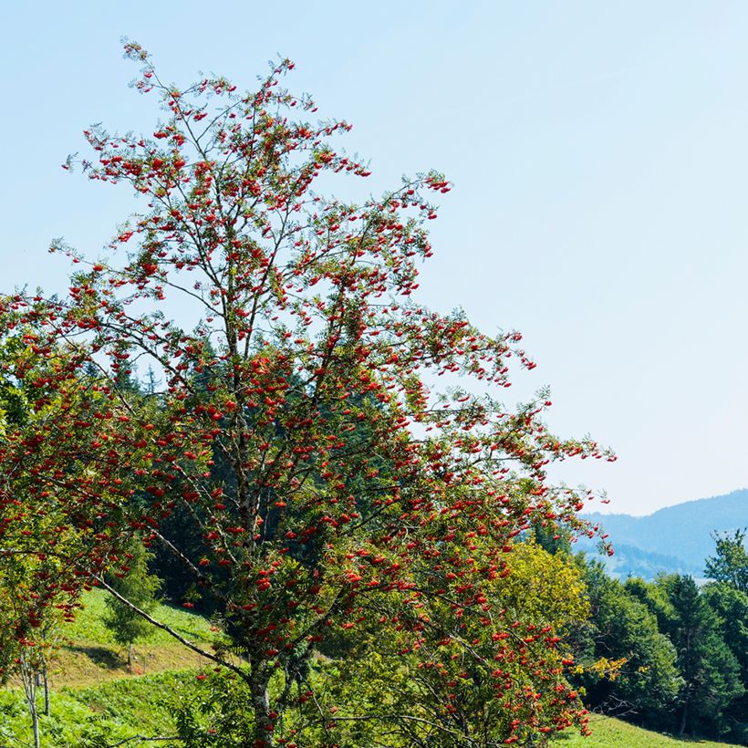 Sorbus aucuparia Wettra (Plant habit)