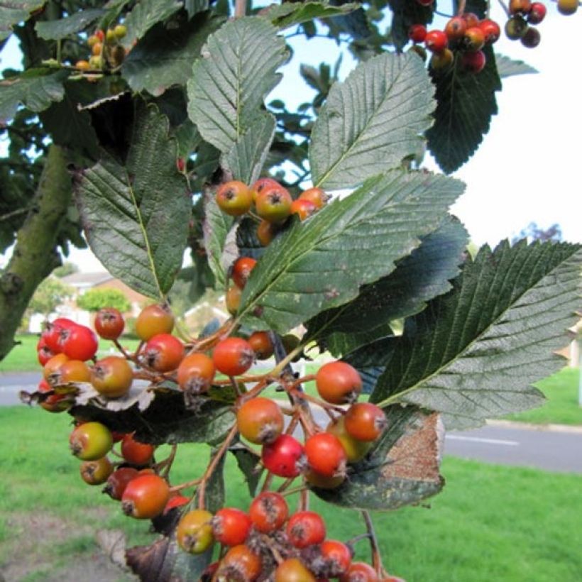 Sorbus aria Lutescens (Harvest)