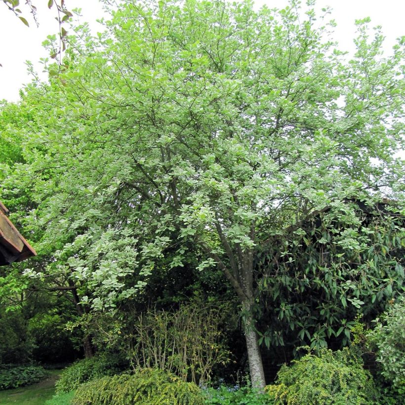 Sorbus aria Lutescens (Plant habit)