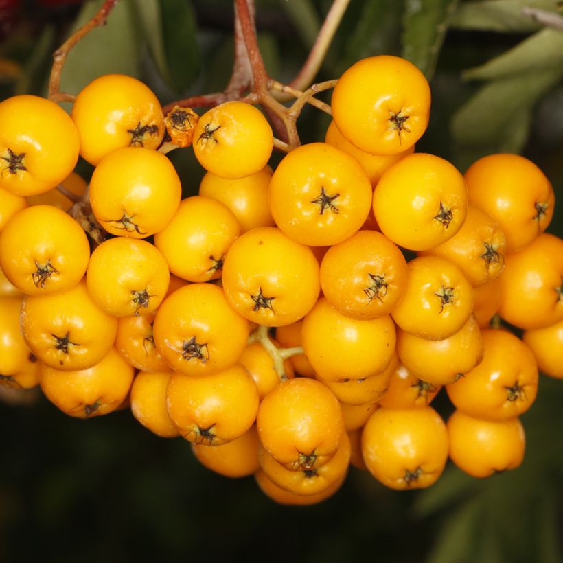 Sorbus Copper Glow - Rowan (Harvest)