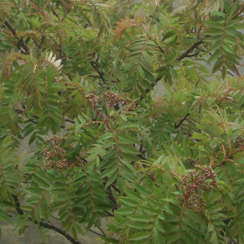 Sorbus randaiensis (Foliage)