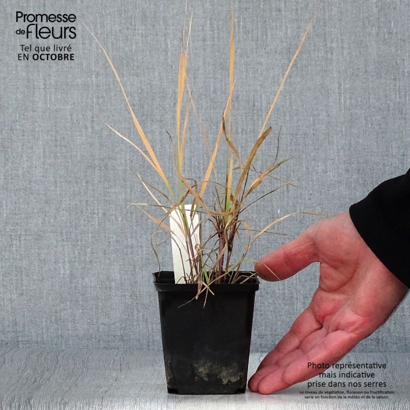 Sorghastrum nutans 8/9 cm pot sample as delivered in autumn