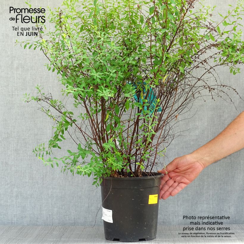 Spiraea arguta 7.5L/10L pot sample as delivered in summer
