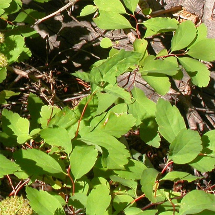 Spiraea betulifolia Tor (Foliage)