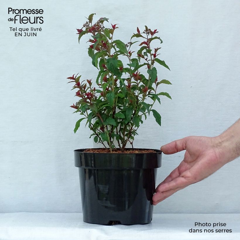 Spiraea bumalda Superstar - Spirée japonaise Pot de 3L/4L sample as delivered in summer