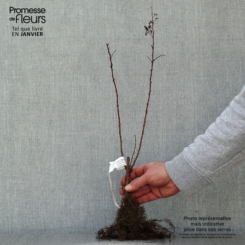 Spiraea douglasii - Steeple bush Bare rootShipped height around 60/90cm sample as delivered in winter
