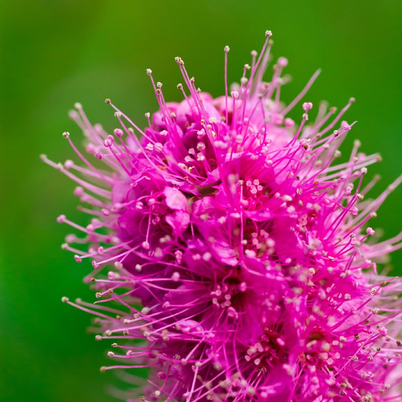 Spiraea douglasii - Steeple bush (Flowering)