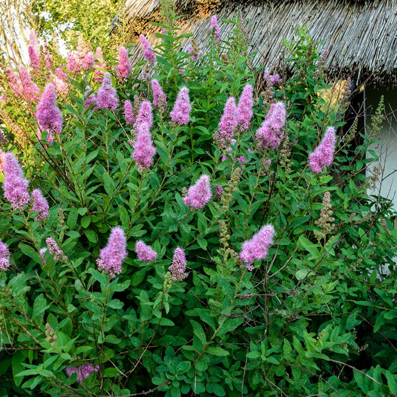 Spiraea douglasii - Steeple bush (Plant habit)