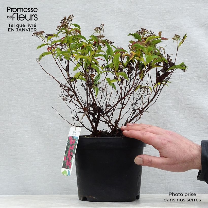 Spirée japonaise Crispa - Spiraea japonica 20/30cm en pot de 2L/3L sample as delivered in winter