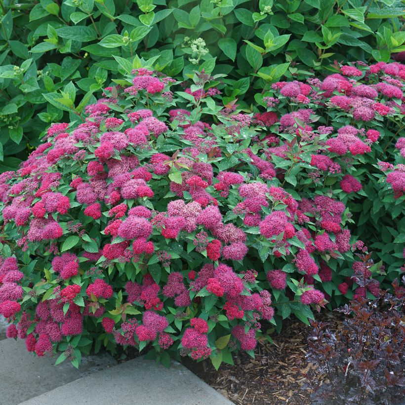 Spiraea japonica Double Play Doozie - Japanese Spirea (Plant habit)