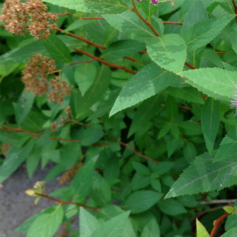 Spiraea japonica Double Play Artist (Foliage)