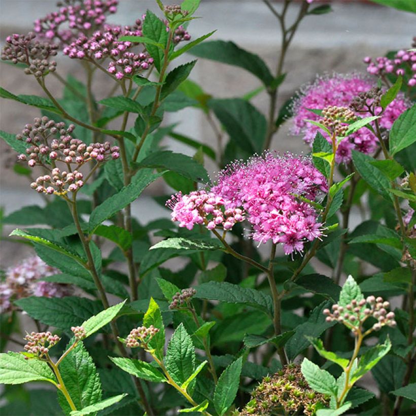 Spiraea japonica Double Play Artist (Flowering)