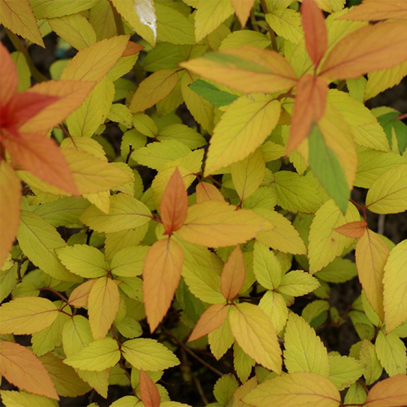 Spiraea japonica Magic Carpet (Foliage)
