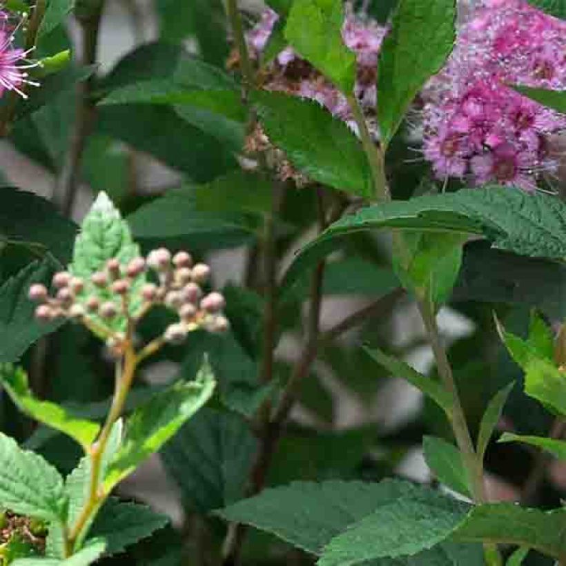 Spiraea japonica Shirobana or Genpei (Foliage)
