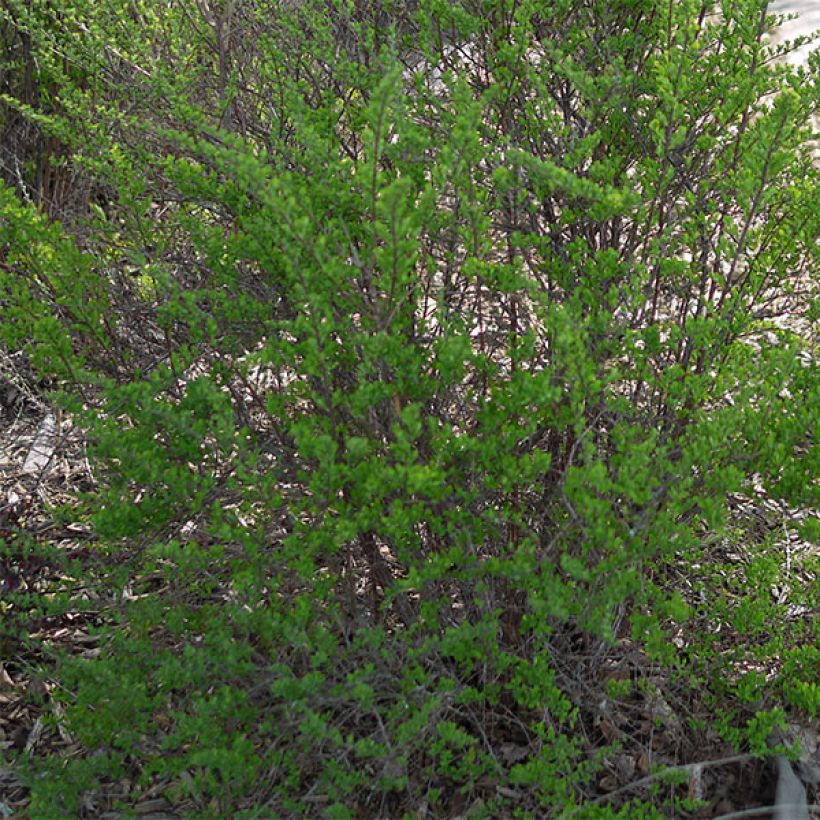 Spiraea nipponica Snowmound (Foliage)