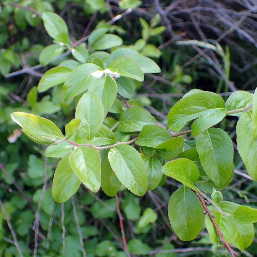 Spiraea prunifolia (Foliage)