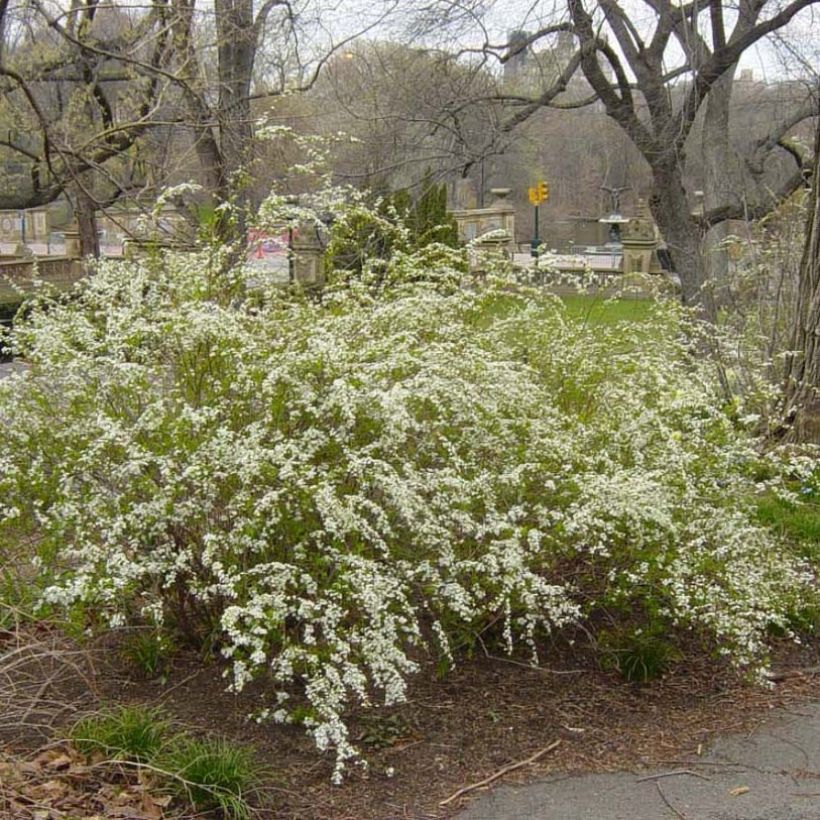 Spiraea prunifolia Plena (Plant habit)