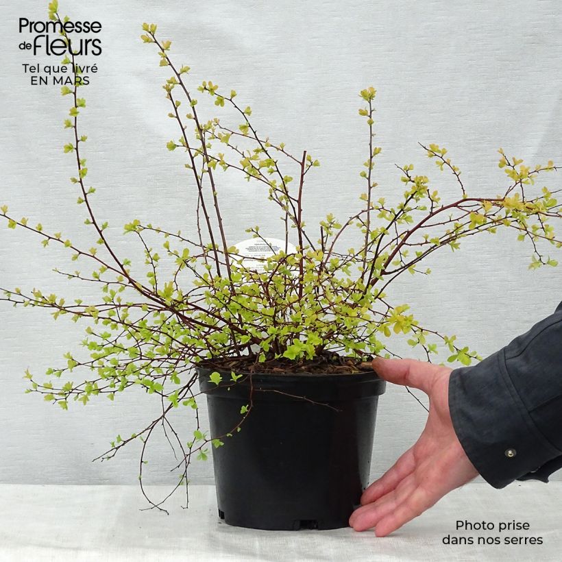 Spiraea (x) vanhouttei Gold Fountain sample as delivered in spring