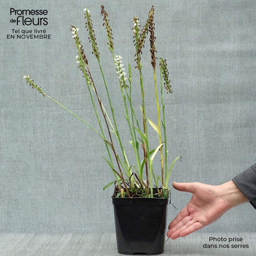 Spiranthes Chadd's Ford - Orchidée terrestre Pot de 2L/3L sample as delivered in autumn