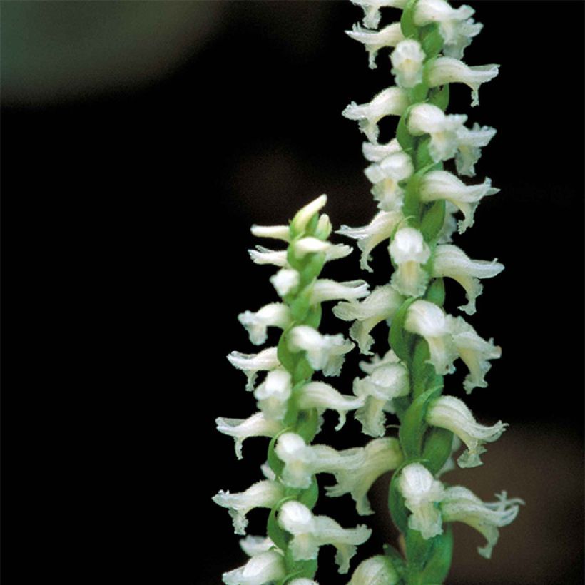 Spiranthes Cernua var odorata - Chadds Ford (Flowering)