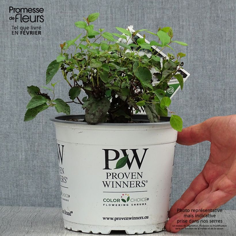 Spirée Double Play Blue Kazoo - Spiraea japonica Pot de 2L/3L sample as delivered in autumn