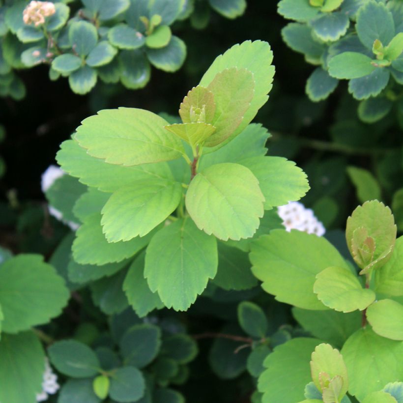 Spiraea betulifolia Tor (Foliage)