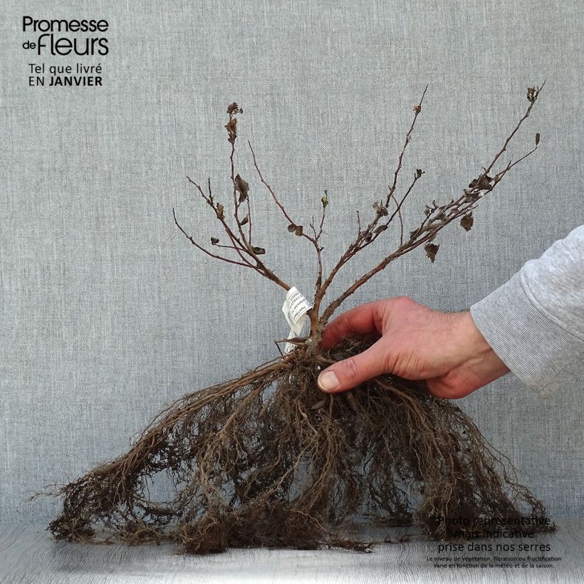 Spiraea betulifolia Tor Bare rootShipped height around 25/40cm sample as delivered in winter