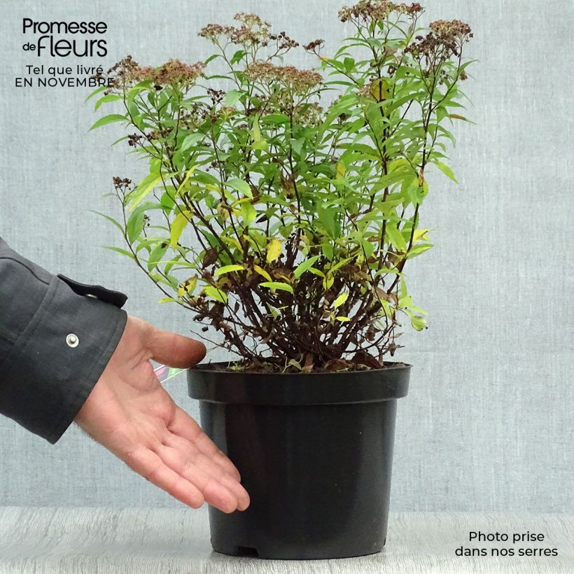 Spirée japonaise Anthony Waterer en pot de 3.5L - Spiraea japonica sample as delivered in autumn