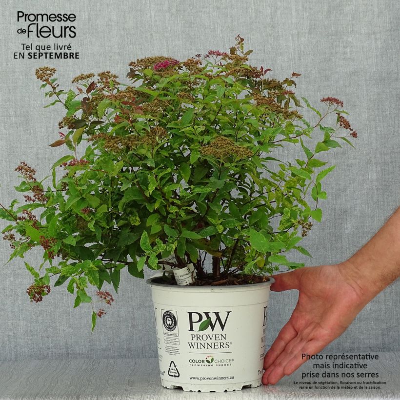 Spirée japonaise Double Play Red - Spiraea japonica Pot de 2L/3L sample as delivered in autumn