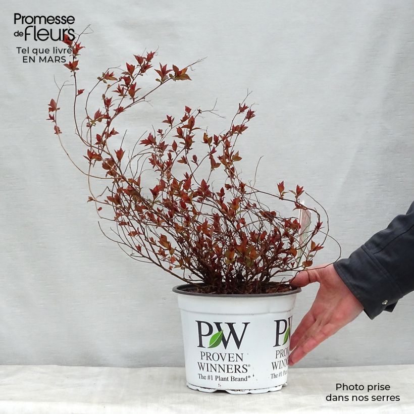 Spiraea japonica Double Play Red sample as delivered in spring
