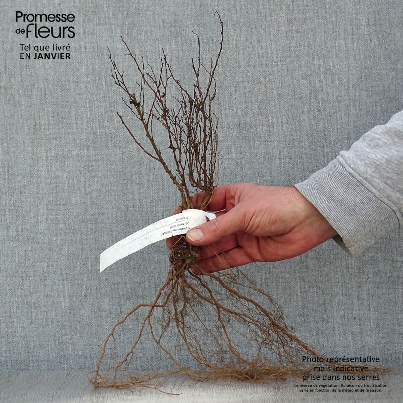 Spiraea japonica Firelight Bare rootShipped height around 20/40cm sample as delivered in winter