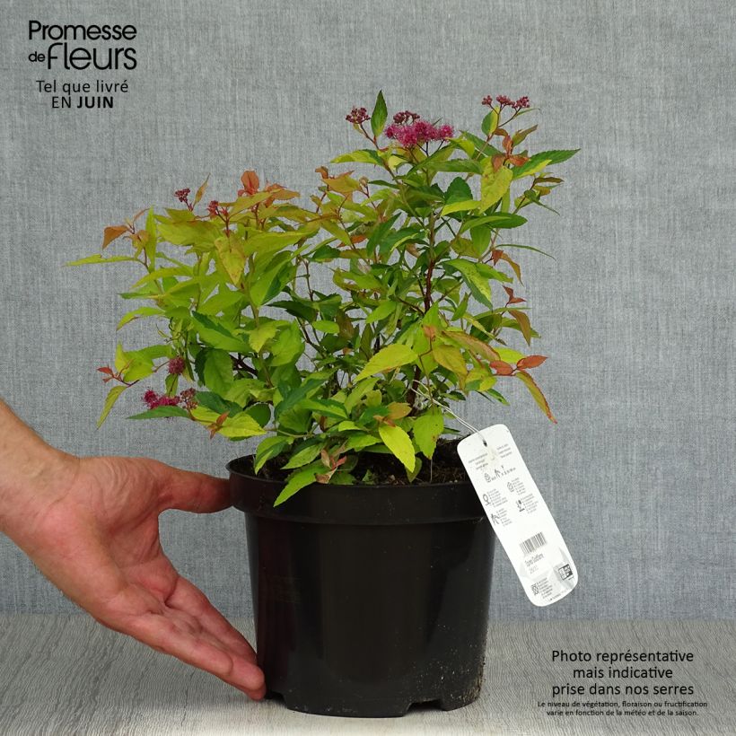 Spiraea japonica Goldflame 2L/3L pot sample as delivered in summer